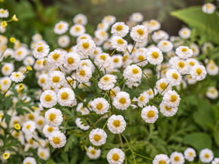 Colourful Feverfew Flowers, Tanacetum parthenium