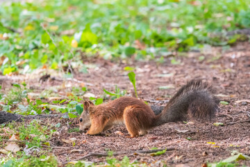 Squirrel in autumn hides nuts on the green grass with fallen yellow leaves