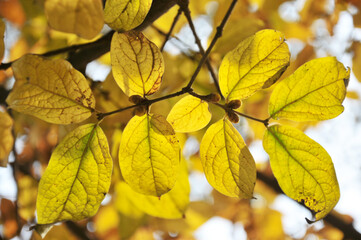 autumn leaves in the sun