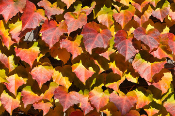 red maple leaves in sunlight