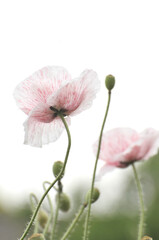 blossoming poppy flowers