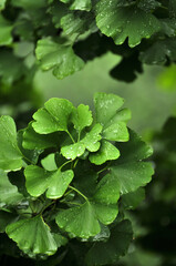 green ginkgo leaves in spring