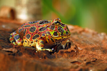 South American Horned Frog on the wood