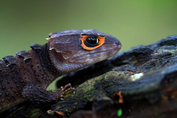 Head of Crocodile Skink on the branch