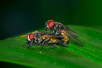 Little flies mating on the leaf