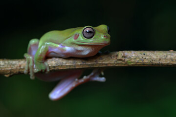 Dumpy Frog, Green Tree Frog on the branch
