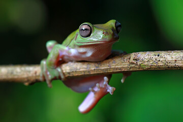 Dumpy Frog, Green Tree Frog on the branch