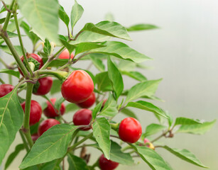 Красный острый перец на грядке в теплице. Культура специй. Крупный план. Избирательный фокус.