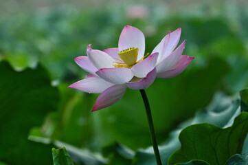 Blossoming lotus flowers