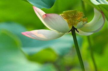 Blossoming lotus flowers