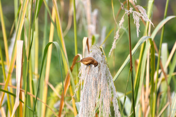 Wild reed flower detail at sunset,  sun rays shining through dry reed grasses