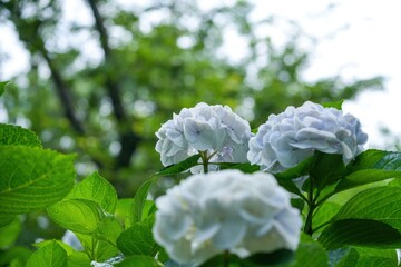 木漏れ日浴びて輝く淡い紫のアジサイ＠大阪