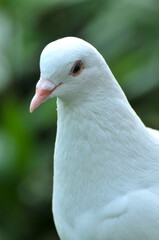 white dove is resting