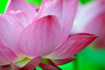 close up of pink lotus petals
