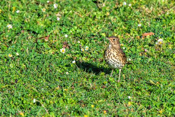 song thrush in a meadow