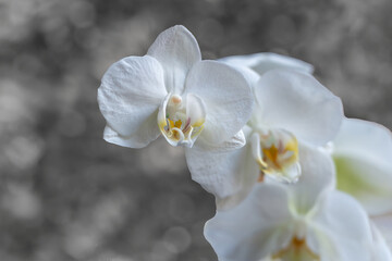 Naklejka na ściany i meble White orchid flowers on gray background