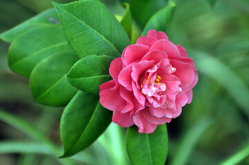 pink rose flower