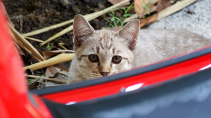 A light brown Thai kitten with tabby stripes sits secretly and looks behind the red object in...