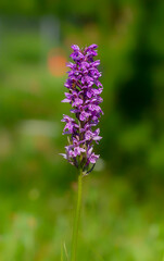 Close up of a purple Orchis flower