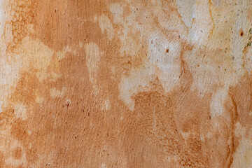 Eucalyptus trunk closeup texture