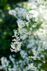 白いクジャクアスター