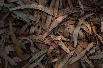 Fallen dry and weathered eucalyptus leaves