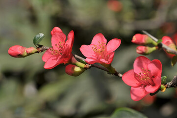 Chinese flowering crabapple