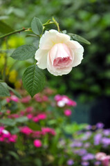 pink rose in garden