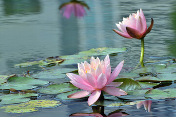 pink water lilies