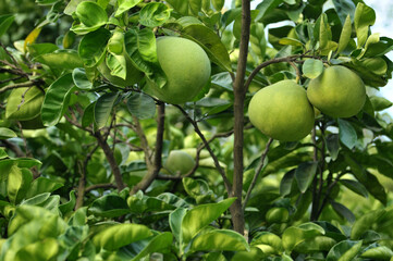 Pomelo fruit on the pomelo tree