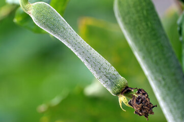 A green loofah gourd