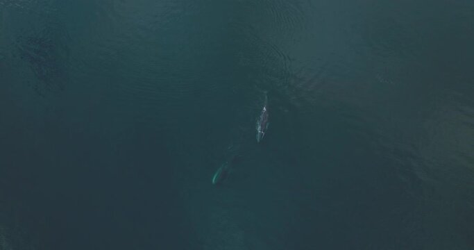 Magical Aerial View above Fin Whales Swimming in Pacific Ocean