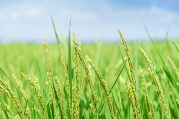 まだ青い夏の稲穂　青田　Rice ears