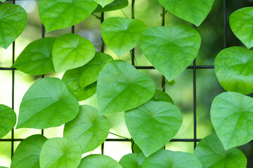 フェンスに巻きつくハスノハカズラの若葉　Stephania japonica