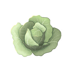 White cabbage. Illustration  on a white background. Autumn harvest.