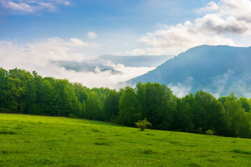 Fototapeta na wymiar green and blue landscape in mountains. grassy meadow and forest on the hill. fog in the valley and clouds on the sky. peaceful sunny morning in transcarpathia