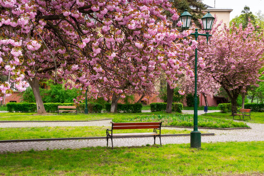 park in cherry blossom. beautiful urban scenery in spring. hanami season in ukraine