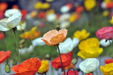  blossoming poppy flowers