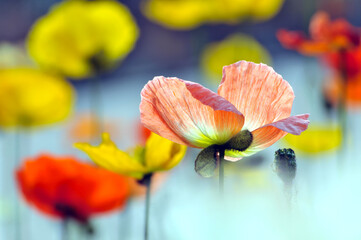  blossoming poppy flowers