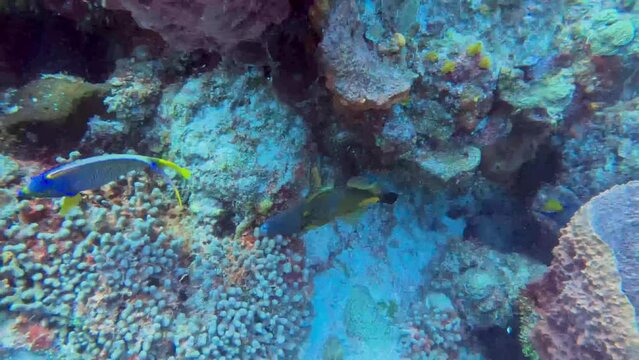4k video of a White-spotted Filefish (Cantherhines macrocerus) in Cozumel, Mexico