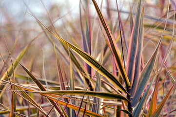 Obraz premium reed in the wind