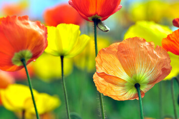  blossoming poppy flowers