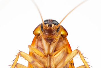 action image of Cockroaches, Cockroaches isolated on white background. High resolution cockroach images