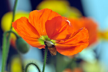  blossoming poppy flowers
