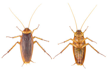 action image of Cockroaches, Cockroaches isolated on white background.  High-resolution cockroach...
