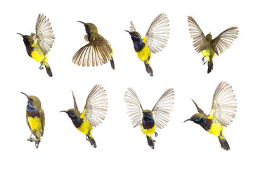 Beautiful flying Bird (Olive-backed Sunbird) isolate on White Background. The Collection Birds