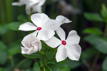 Catharanthus roseus, commonly known as bright eyes, Cape periwinkle, graveyard plant, Madagascar...
