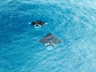 Naklejka premium Manta ray drone view at Manta road in Pohnpei, Micronesia. You can meet them by scuba diving.