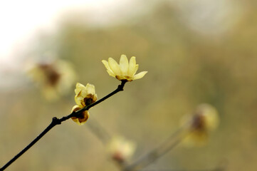 blossoming plum blossom in spring	