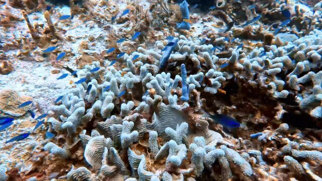 4k video of small blue fish swimming close to the hard coral in Cozumel, Mexico
